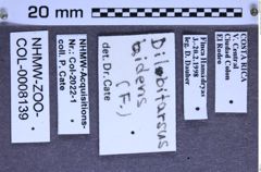 Etikette zu Dilobitarsus bidens (Fabricius, 1801) (NHMW-ZOO-COL-0008139)